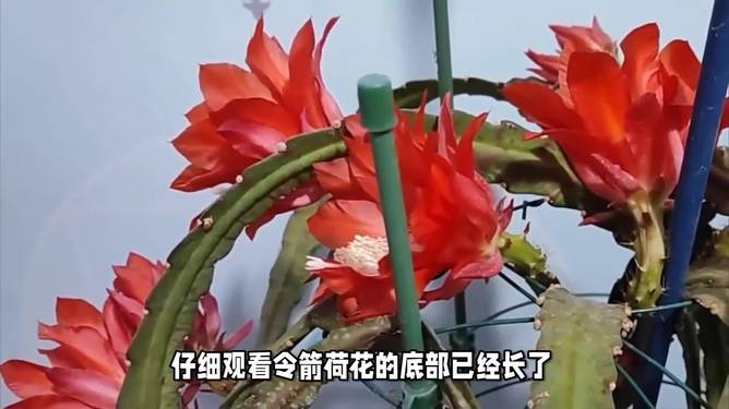 手執鸡毛，难变令箭，不是发梦即发颠打一准确生肖，详细解答、深度解答解释落实